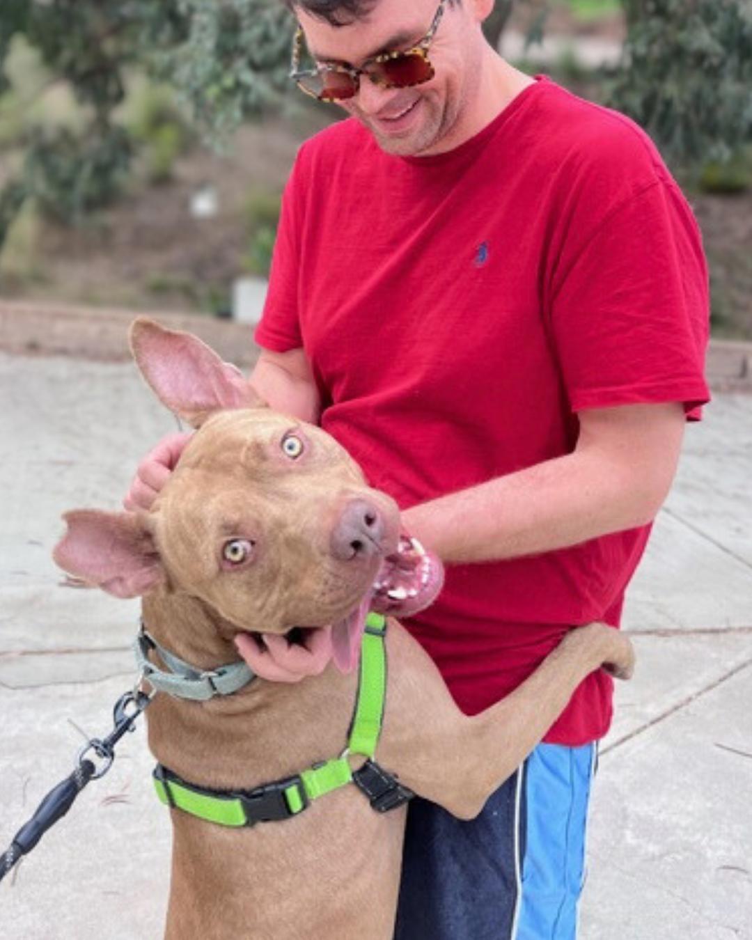 Enlarge Teddy, a Adoptable mixed breed in Valley Village, CA image 3/6