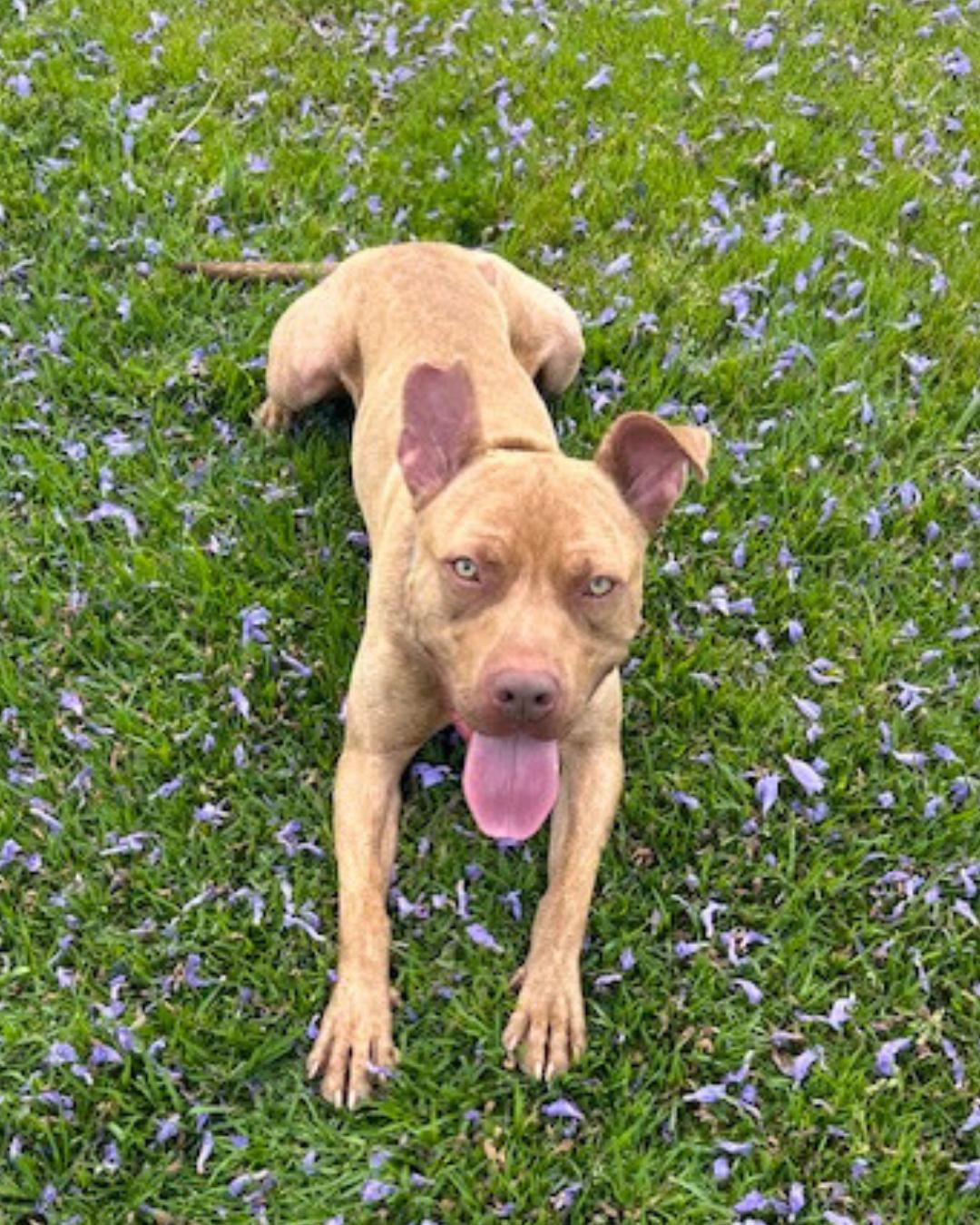 Enlarge Teddy, a Adoptable mixed breed in Valley Village, CA image 2/5