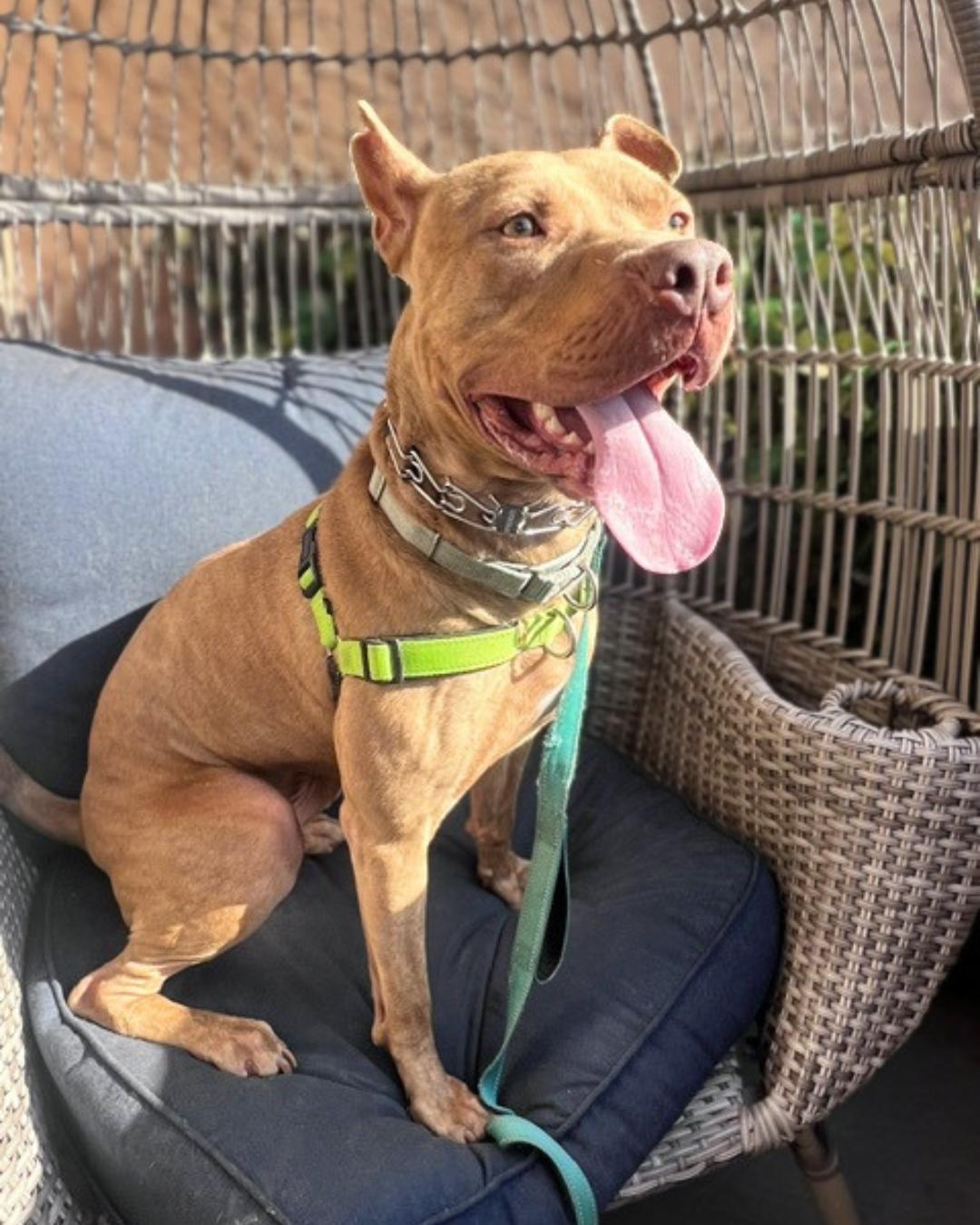 Enlarge Teddy, a Adoptable mixed breed in Valley Village, CA image 6/6