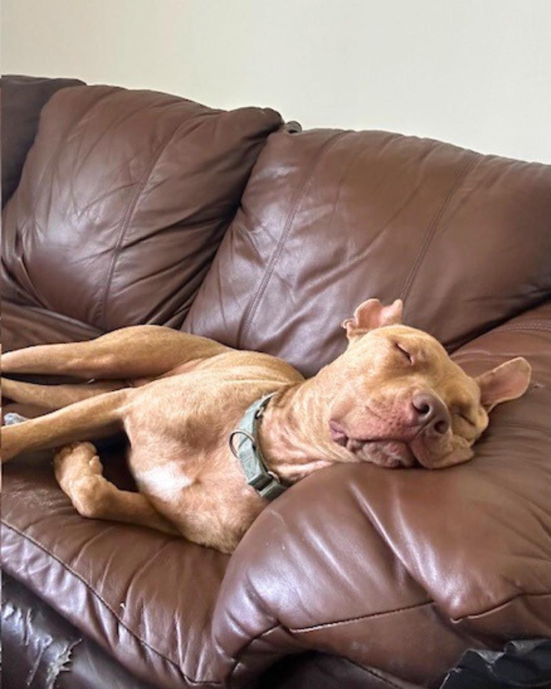 Enlarge Teddy, a Adoptable mixed breed in Valley Village, CA image 3/5