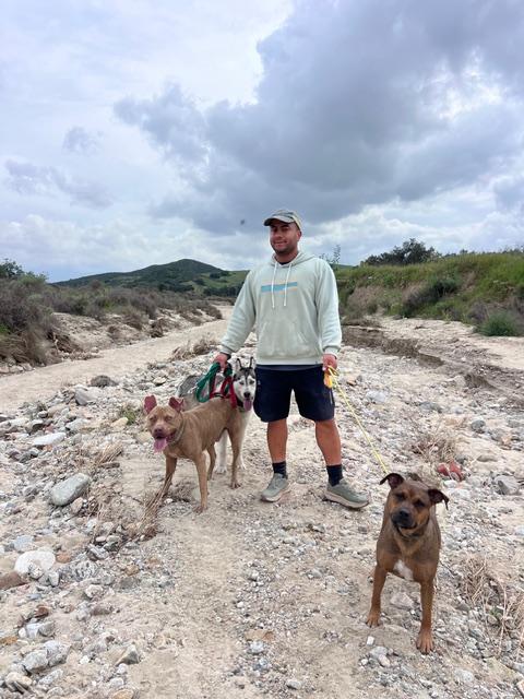 Enlarge Teddy, a Adoptable mixed breed in Valley Village, CA image 4/6