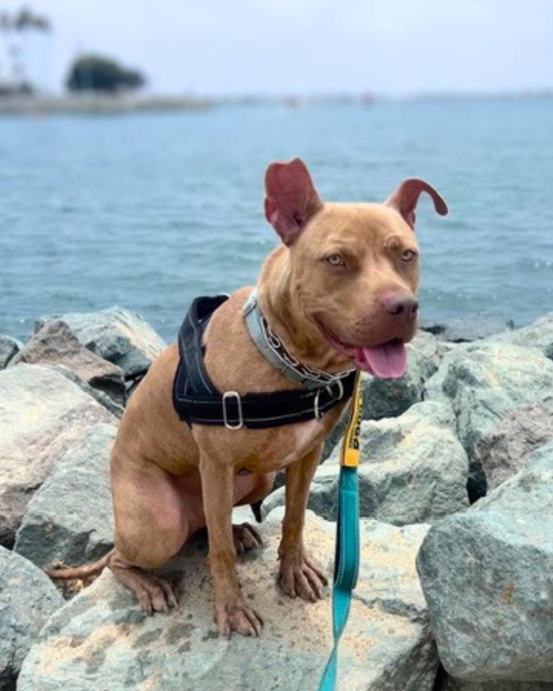 Enlarge Teddy, a Adoptable mixed breed in Valley Village, CA image 2/6