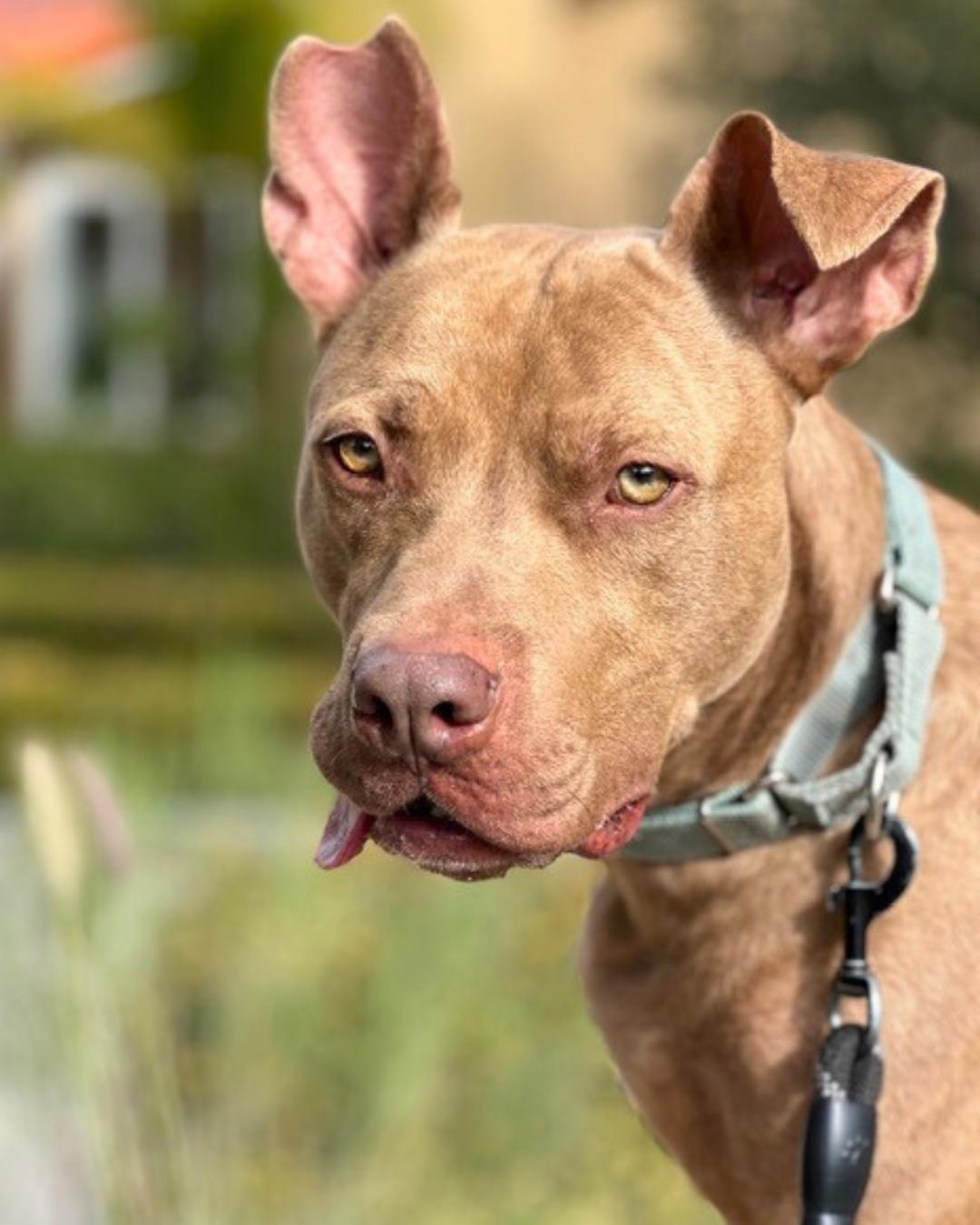 Teddy, Adoptable, Adult Male American Staffordshire Terrier & Catahoula Leopard Dog.