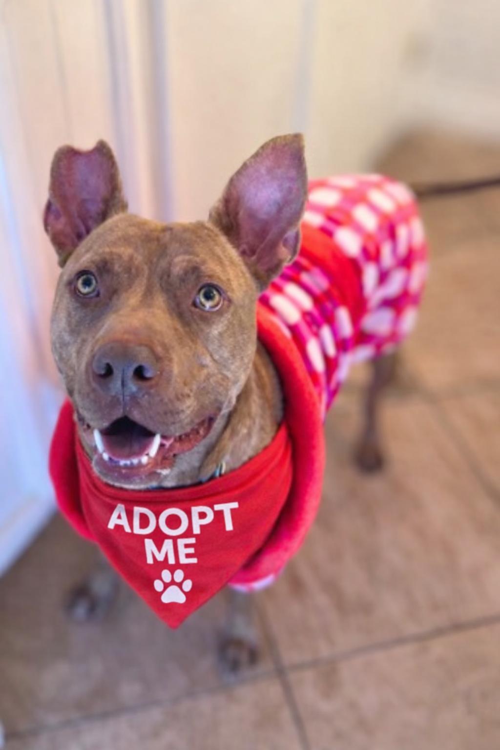Enlarge Teddy, a Adoptable mixed breed in Valley Village, CA image 2/6