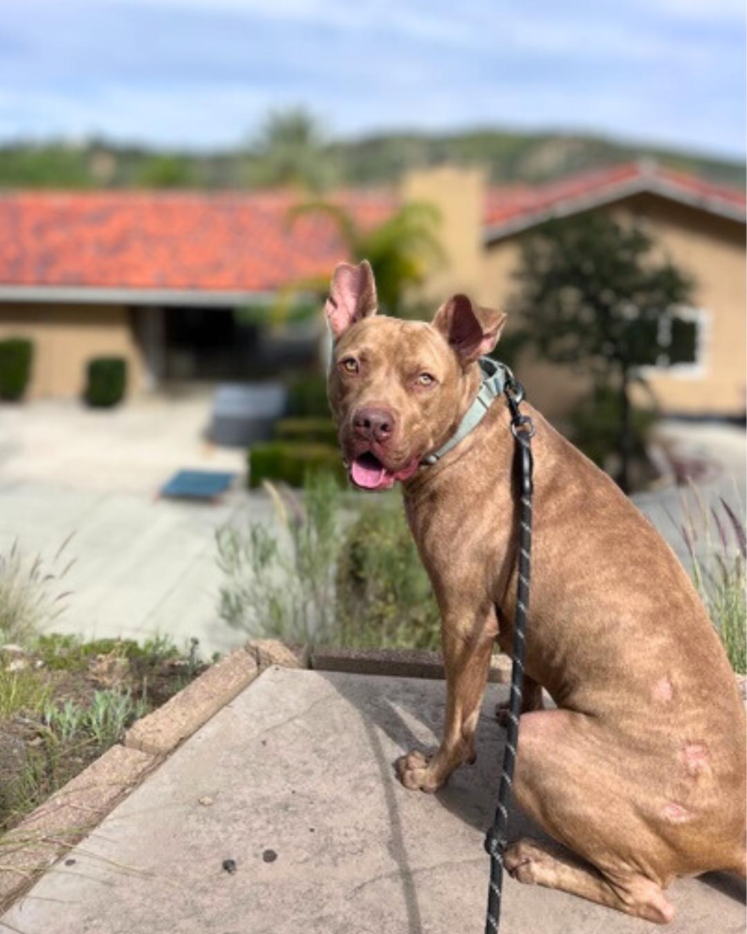 Enlarge Teddy, a Adoptable mixed breed in Valley Village, CA image 6/6