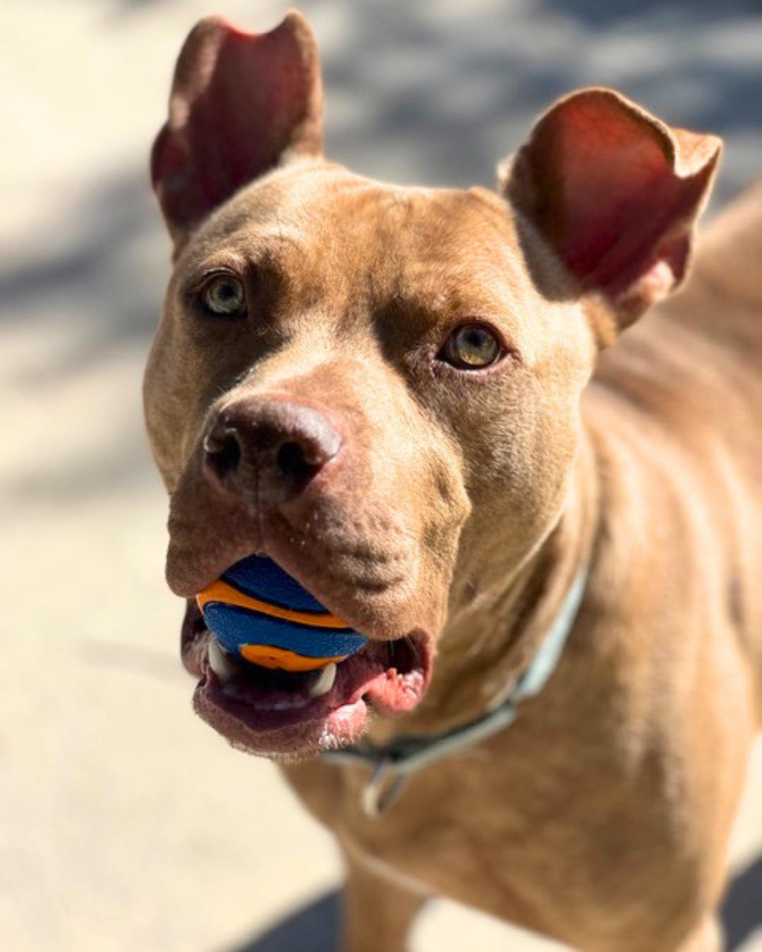 Teddy, a Adoptable mixed breed in Valley Village, CA image 6/6
