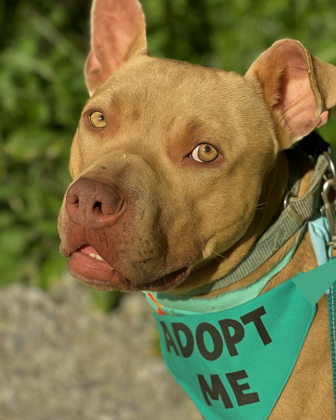 Teddy, Adoptable, Adult Male American Staffordshire Terrier & Catahoula Leopard Dog.