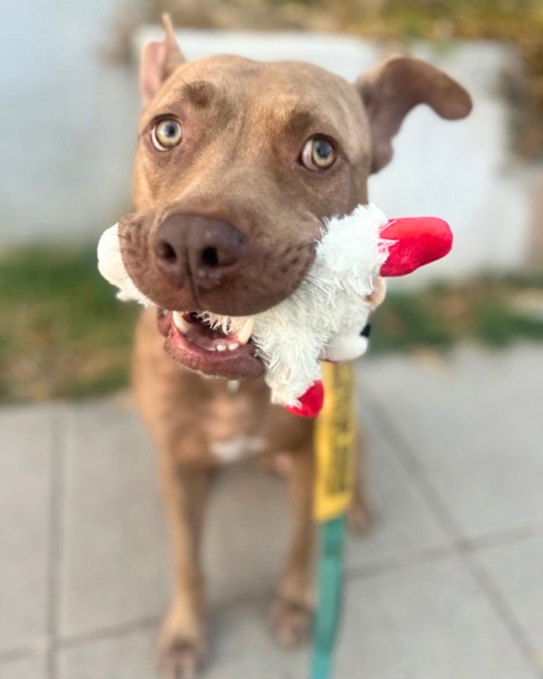 Teddy, Adoptable, Adult Male American Staffordshire Terrier & Catahoula Leopard Dog.