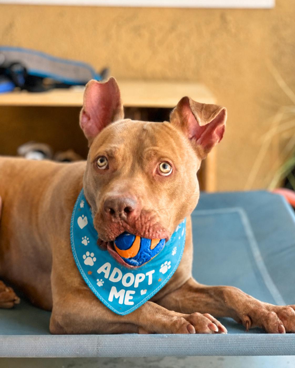 Teddy, Adoptable, Adult Male American Staffordshire Terrier & Catahoula Leopard Dog.