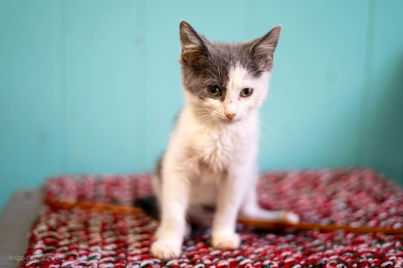 Enlarge Olive, a Adoptable American Shorthair in Maywood, IL image 1/1