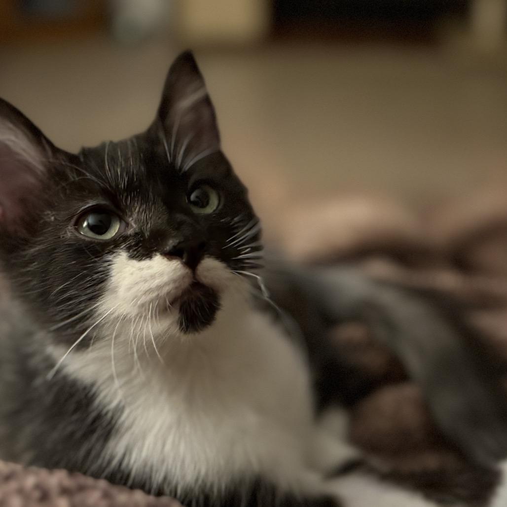 Enlarge Elvis, a Adoptable Domestic Short Hair in Williston, FL image 1/6