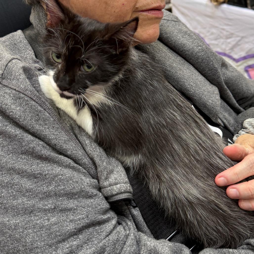 Enlarge Elvis, a Adoptable Domestic Short Hair in Williston, FL image 2/6