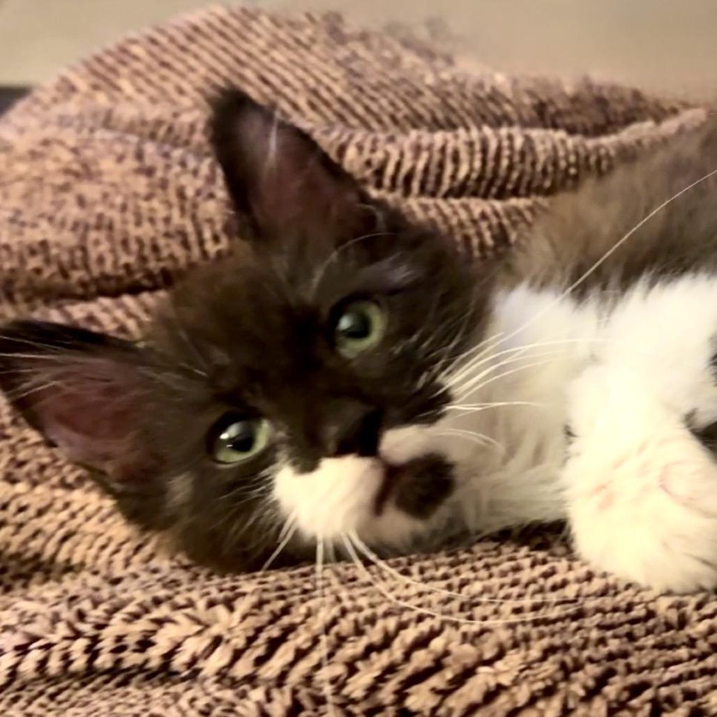 Enlarge Elvis, a Adoptable Domestic Short Hair in Williston, FL image 3/6