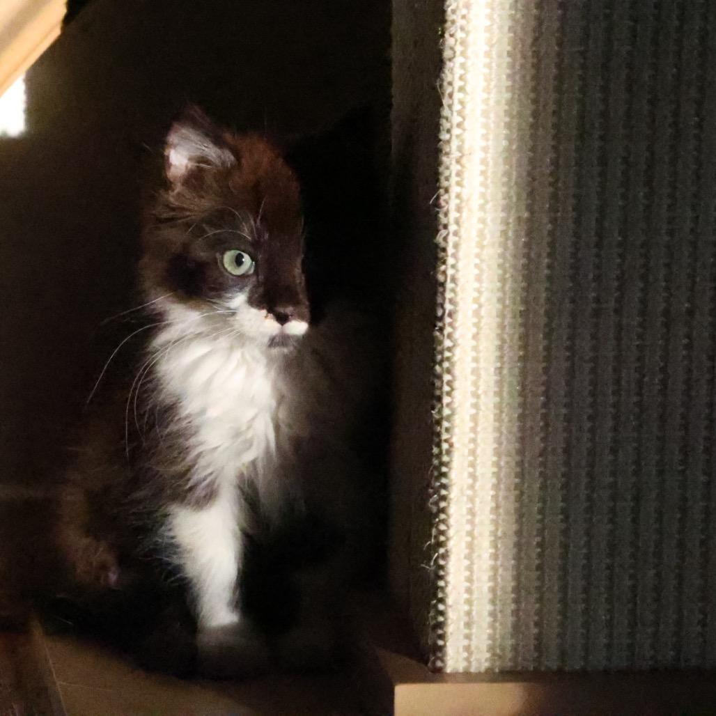 Enlarge Elvis, a Adoptable Domestic Short Hair in Williston, FL image 6/6