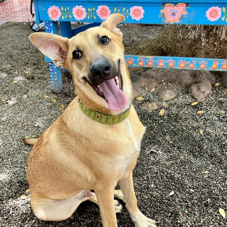 Alee — thumbnail 3