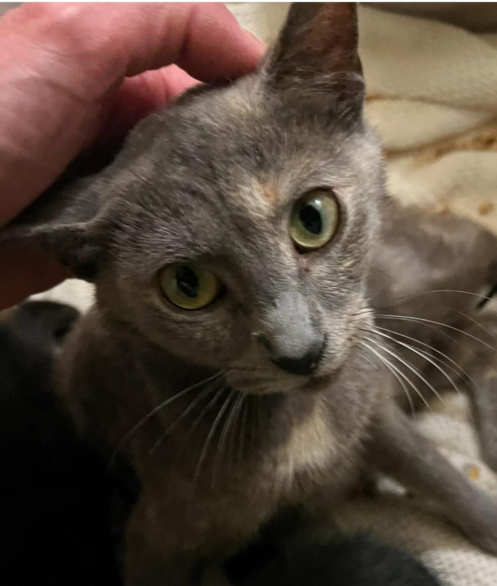 Smokey, Adult Female Domestic Short Hair