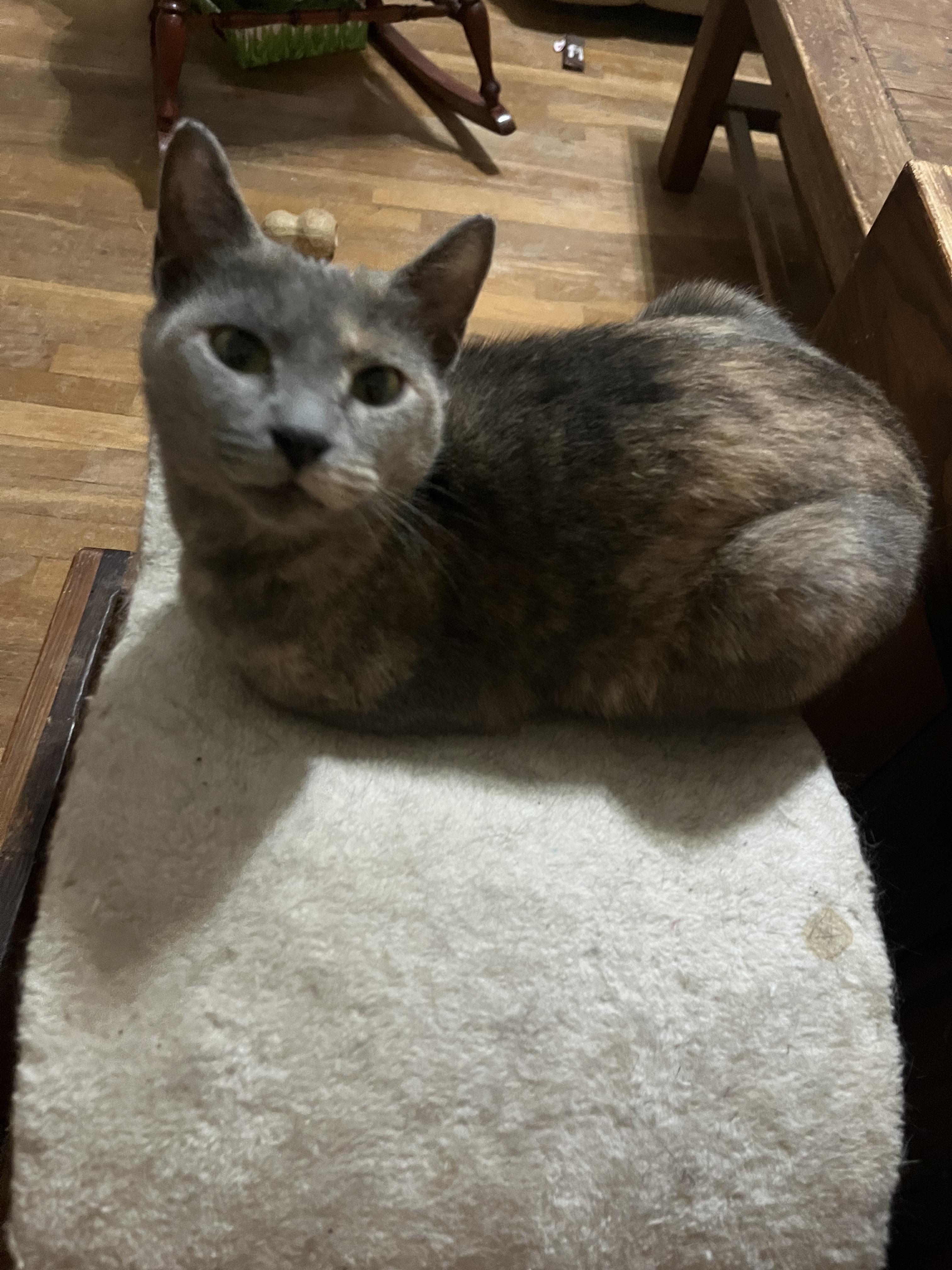Smokey photo 2