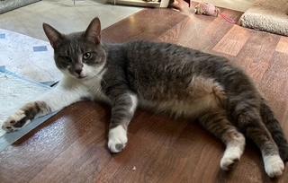 Enlarge Heidi, a Adoptable Domestic Short Hair in Clawson, MI image 1/3