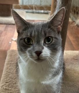 Enlarge Heidi, a Adoptable Domestic Short Hair in Clawson, MI image 2/3
