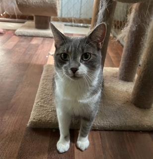 Enlarge Heidi, a Adoptable Domestic Short Hair in Clawson, MI image 3/3