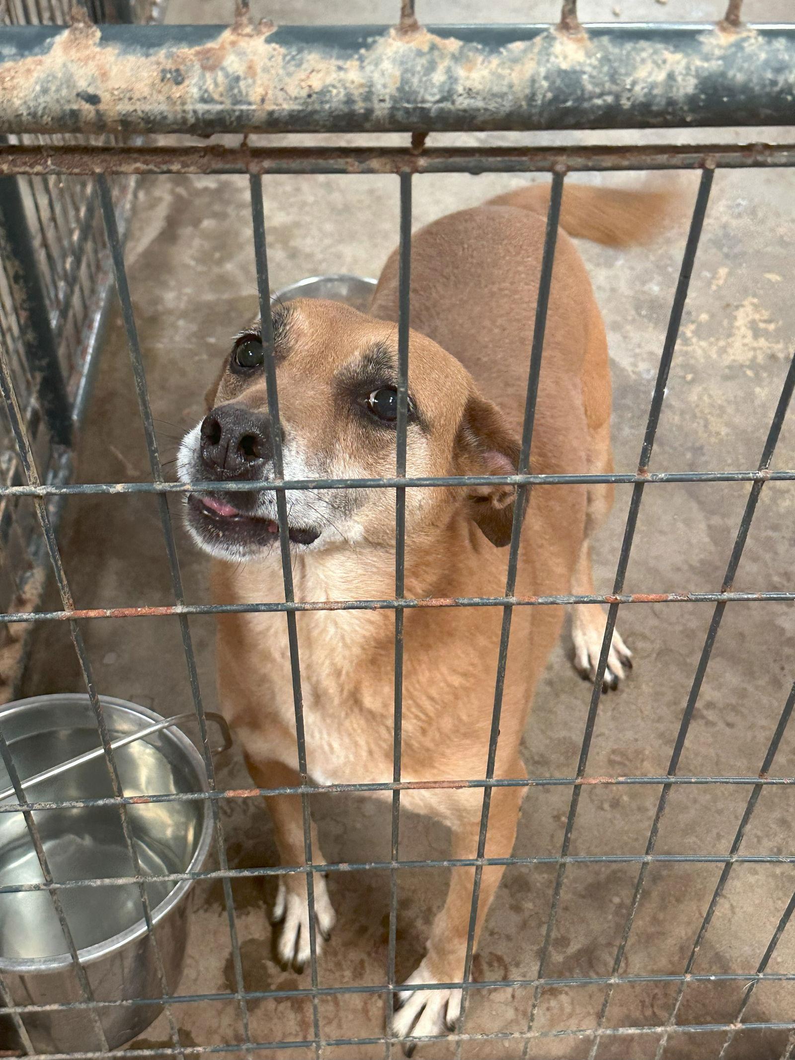 Coco puff, Adoptable, Young Female Shepherd.