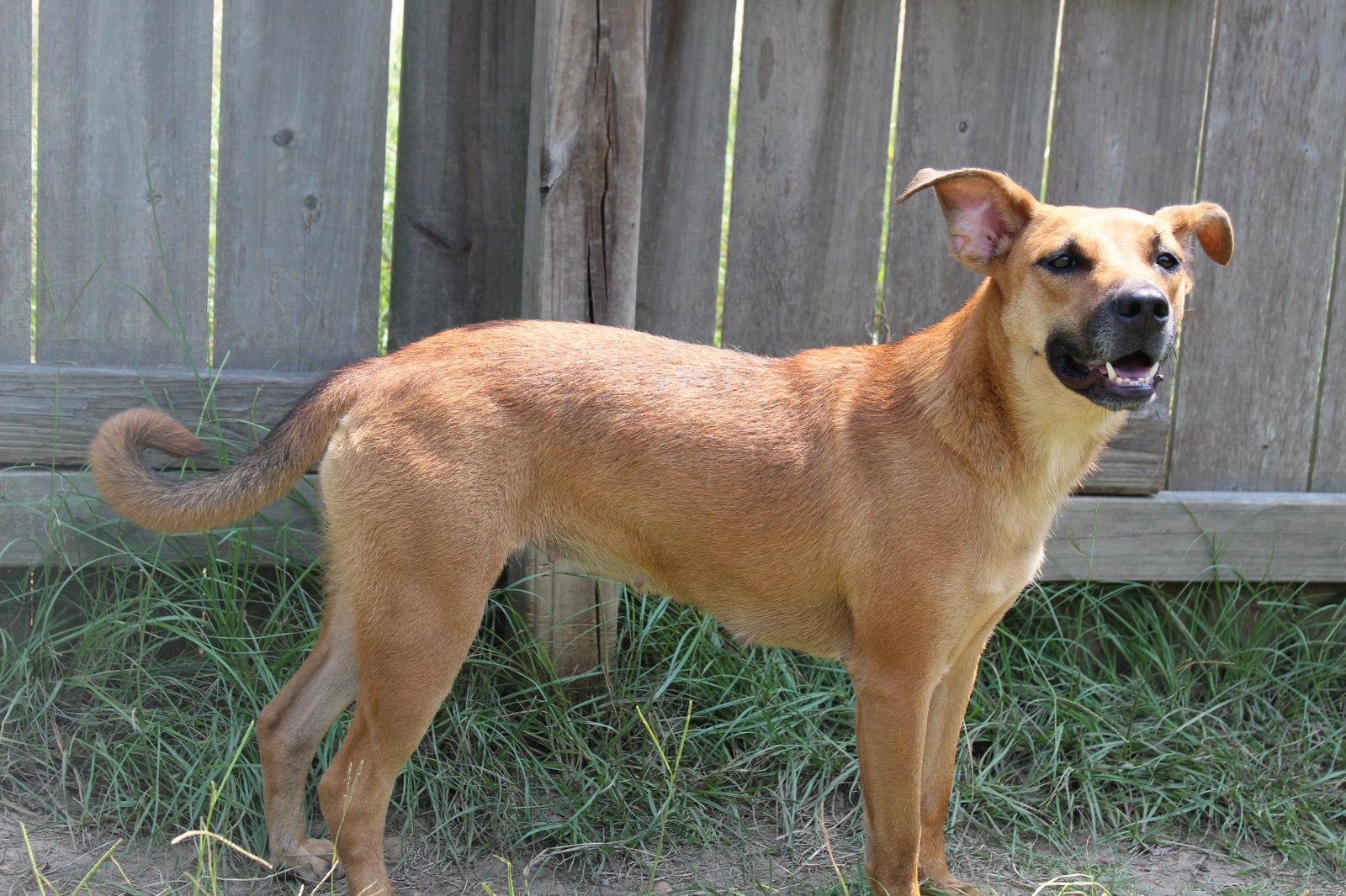 Coco puff, a Adoptable Shepherd in Jackson, MS image 2/5
