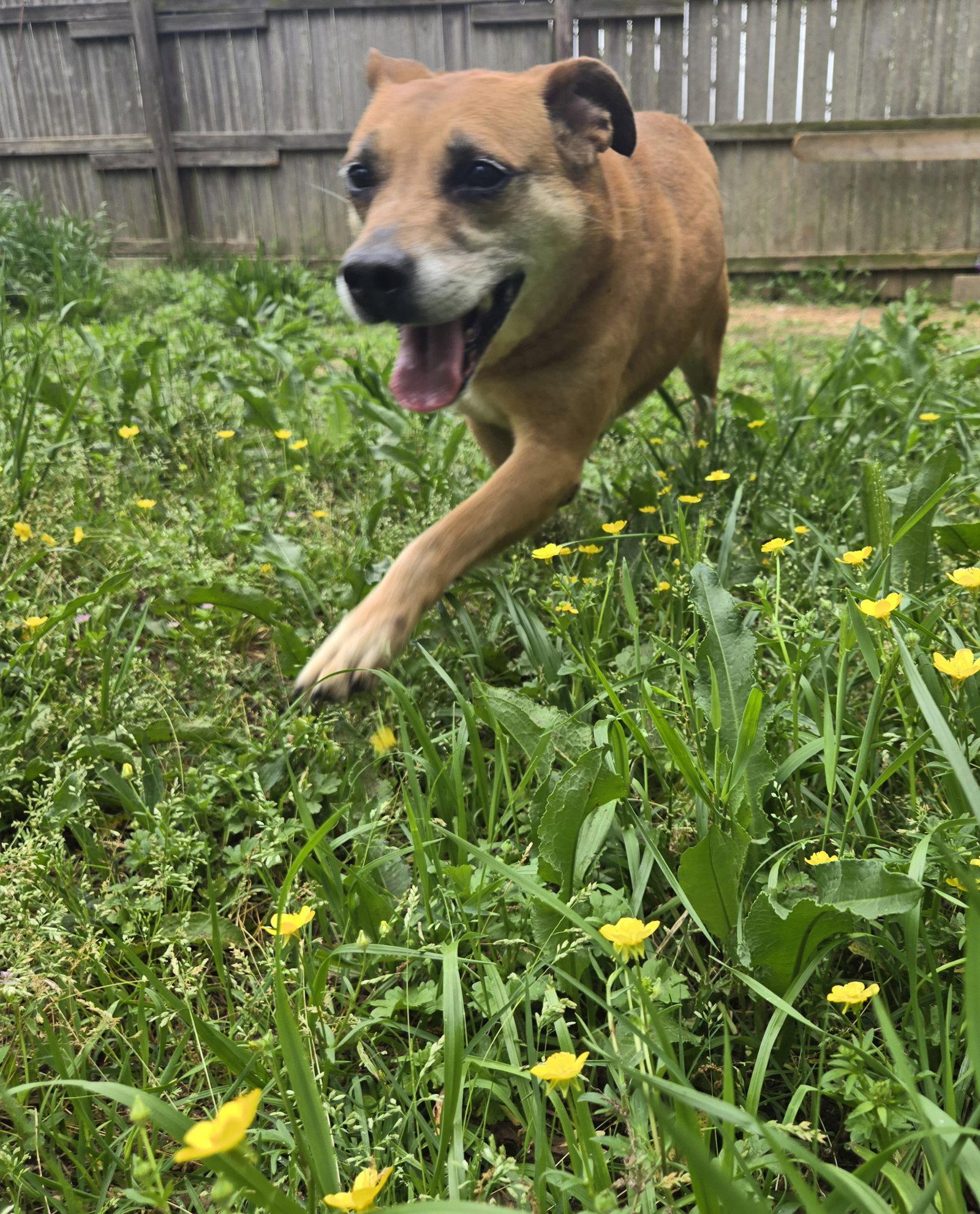Enlarge Coco puff, a Adoptable Shepherd in Jackson, MS image 2/3