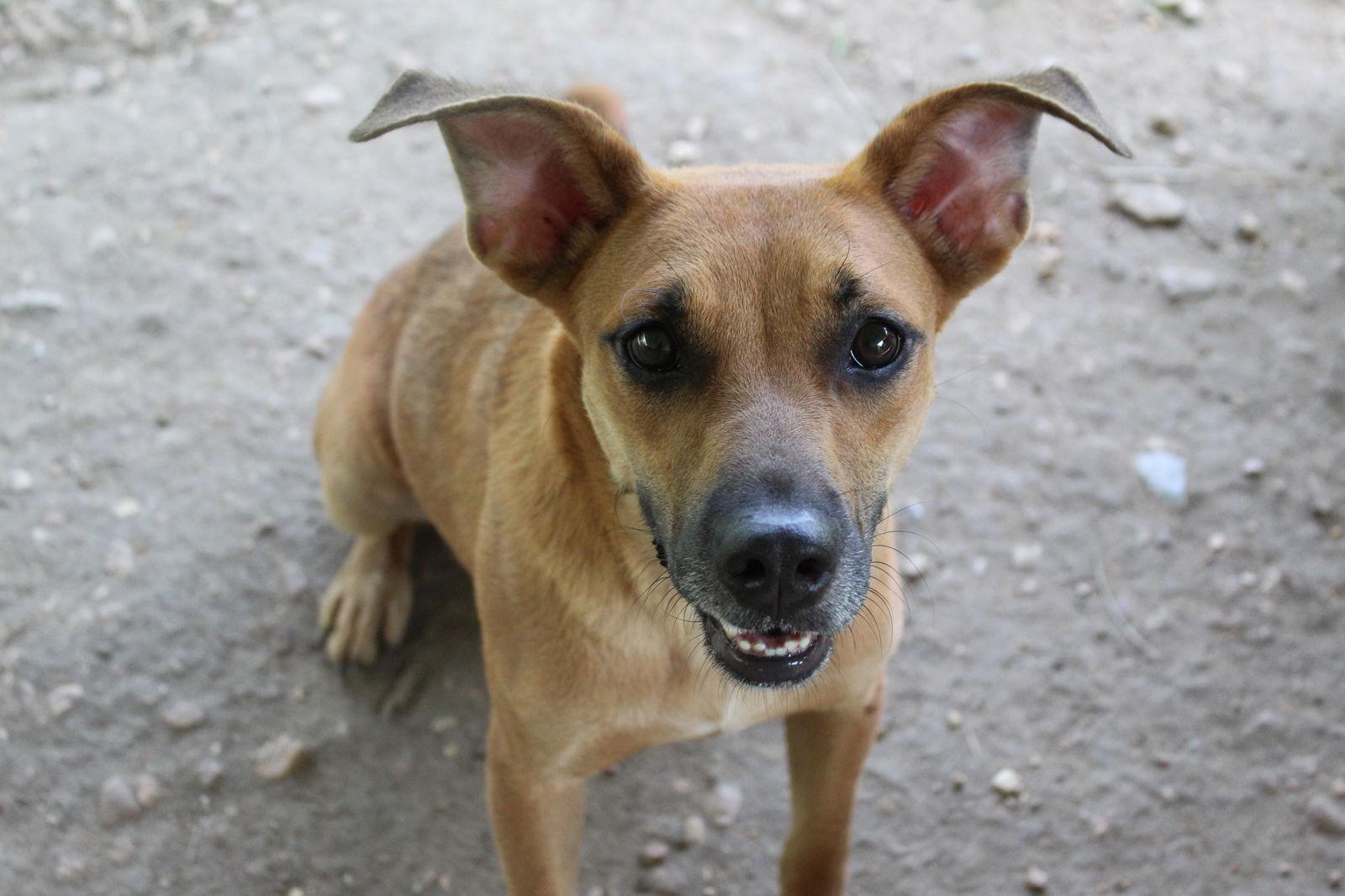 Coco puff, a Adoptable Shepherd in Jackson, MS image 3/5