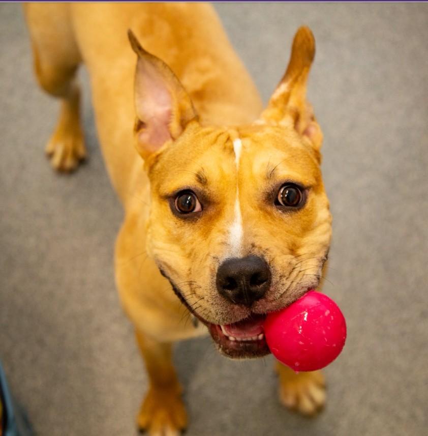 OMELET, Adoptable, Young Male Pit Bull Terrier.