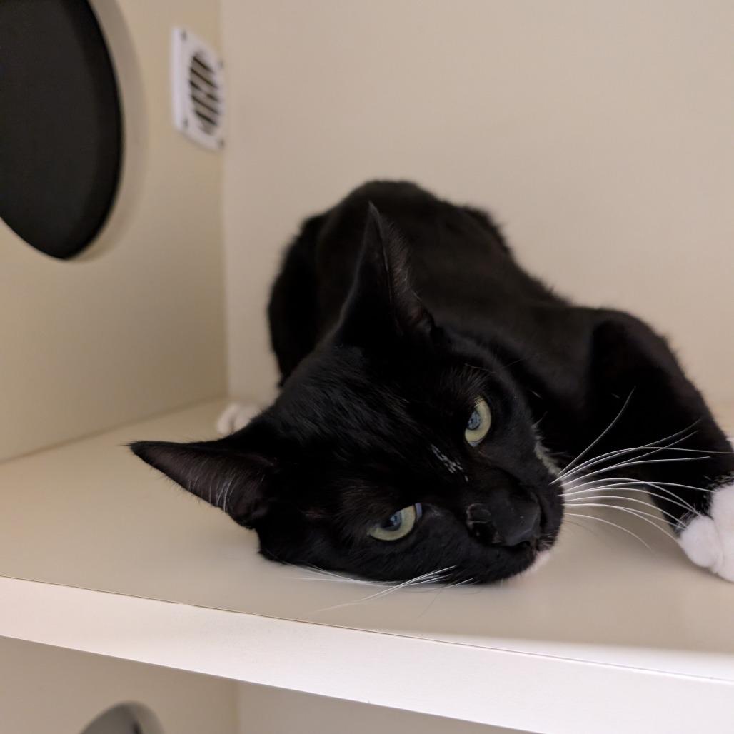 Barry, Adoptable, Adult Male Domestic Short Hair.