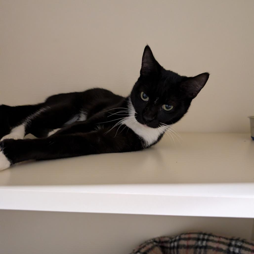 Enlarge Barry, a Adoptable Domestic Short Hair in Sarasota, FL image 2/5