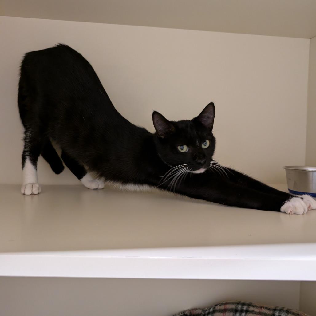 Enlarge Barry, a Adoptable Domestic Short Hair in Sarasota, FL image 3/5