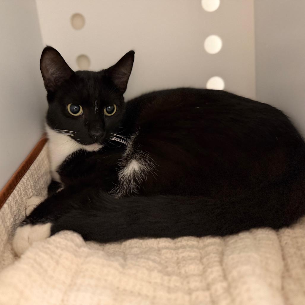 Enlarge Barry, a Adoptable Domestic Short Hair in Sarasota, FL image 4/5