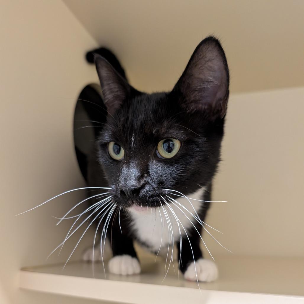 Enlarge Barry, a Adoptable Domestic Short Hair in Sarasota, FL image 5/5