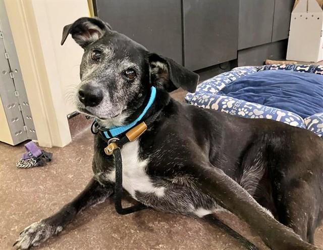 MYSTIQUE, Adoptable, Adult Female Collie.