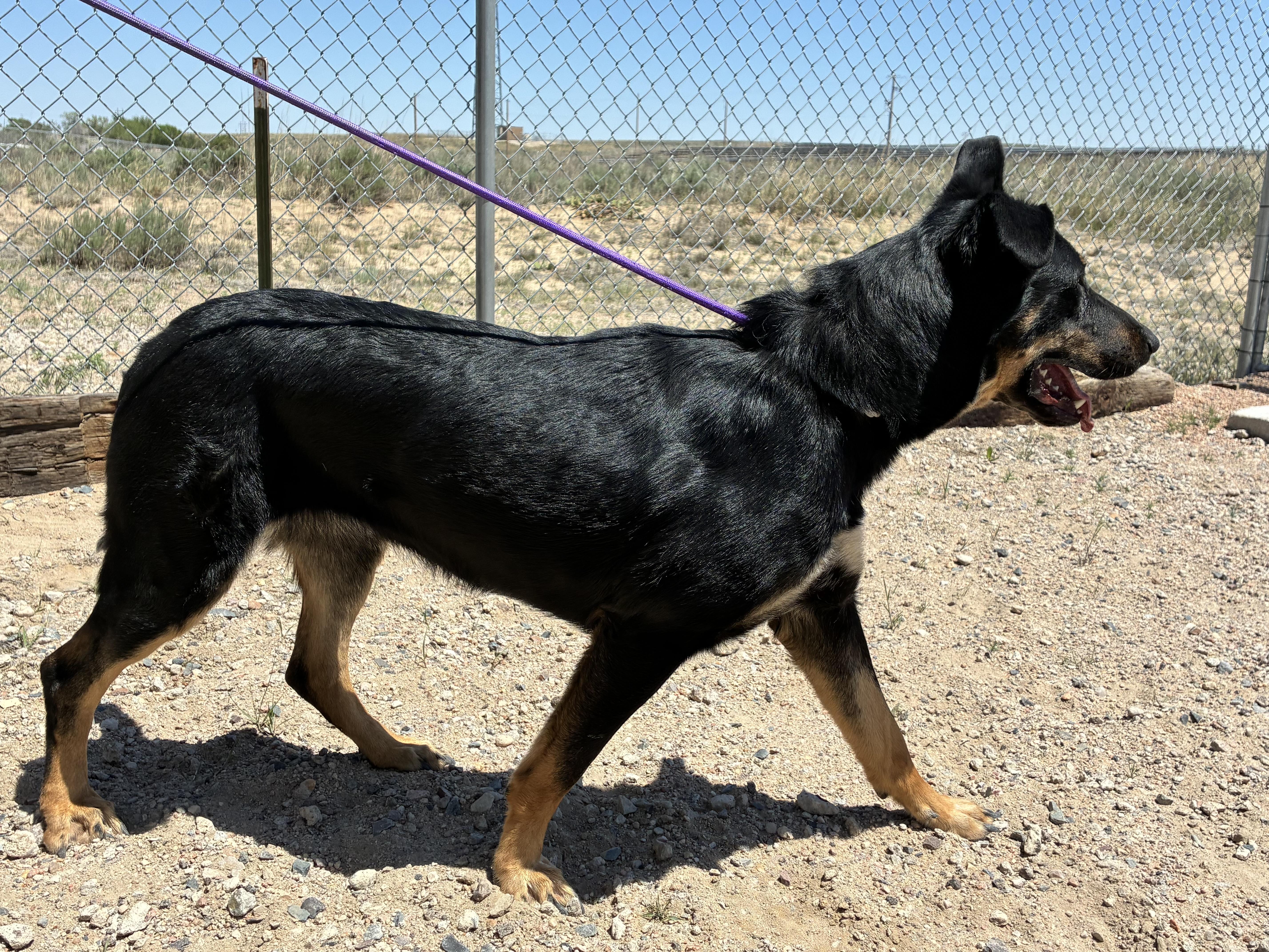 Enlarge Macy, a ADOPTABLE mixed breed in Sterling, CO image 2/3