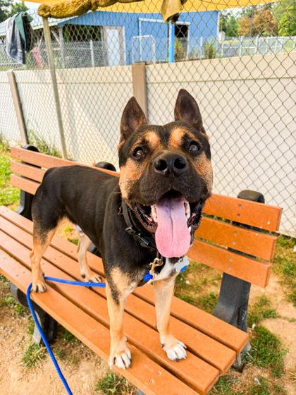 Hassan, a Adoptable mixed breed in Fallston, MD image 2/3
