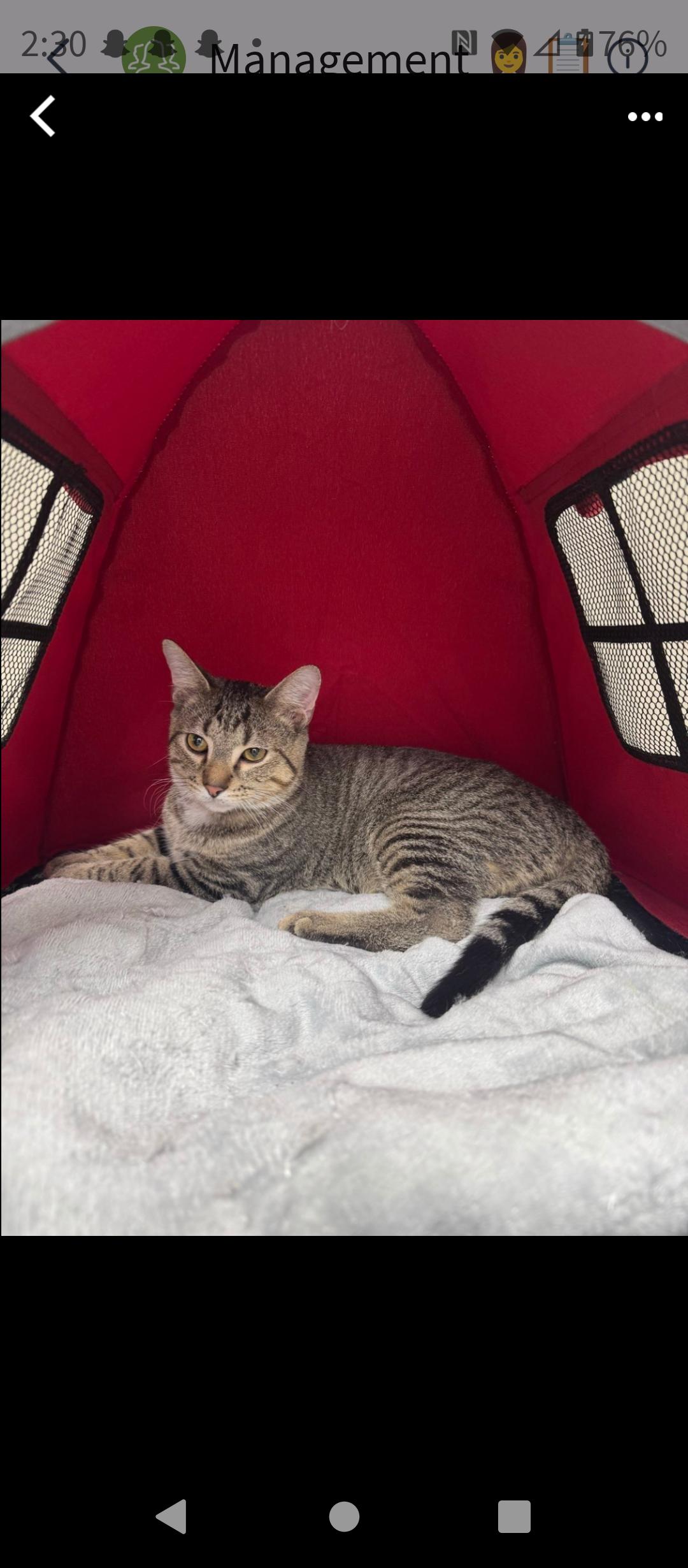 Enlarge Fred, a ADOPTABLE American Shorthair in Bridgeville, PA image 1/1