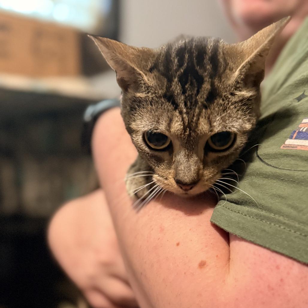 Enlarge Morticia Addams, a Adoptable Domestic Short Hair in Delaware, OH image 1/1