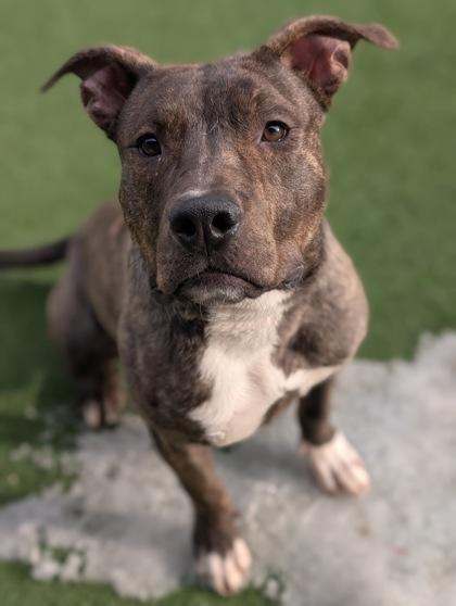 Dickens, Adoptable, Adult Male Pit Bull Terrier & Mixed Breed.