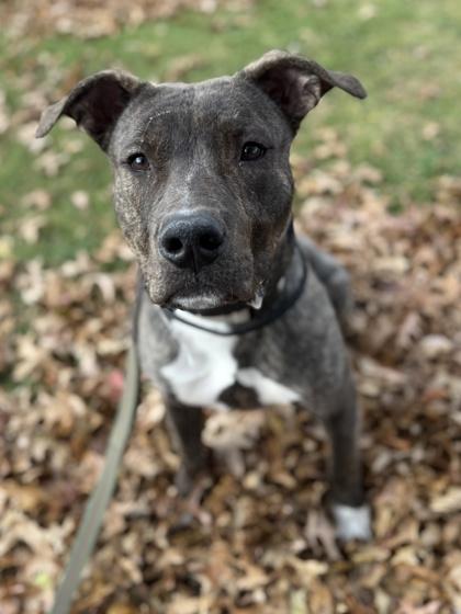 Dickens, a Adoptable mixed breed in Valley View, OH image 2/2