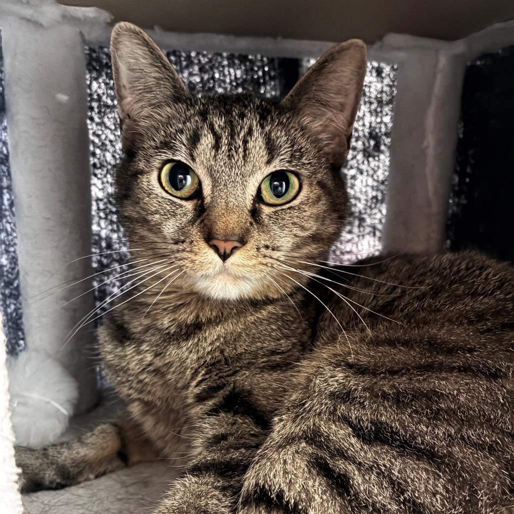 Lady Jane, Adoptable, Adult Female Domestic Short Hair.
