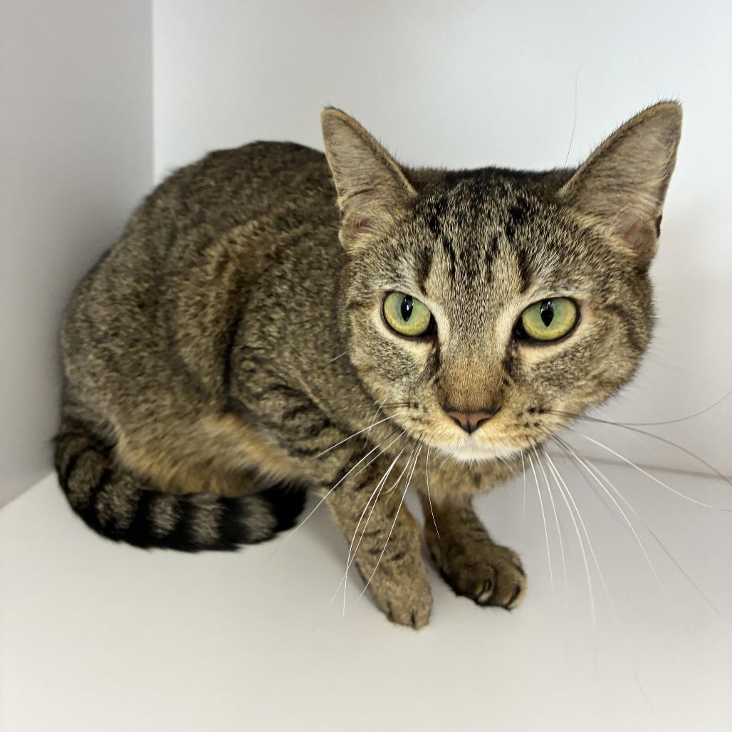 Enlarge Lady Jane, a Adoptable Domestic Short Hair in Dayton, OH image 1/2