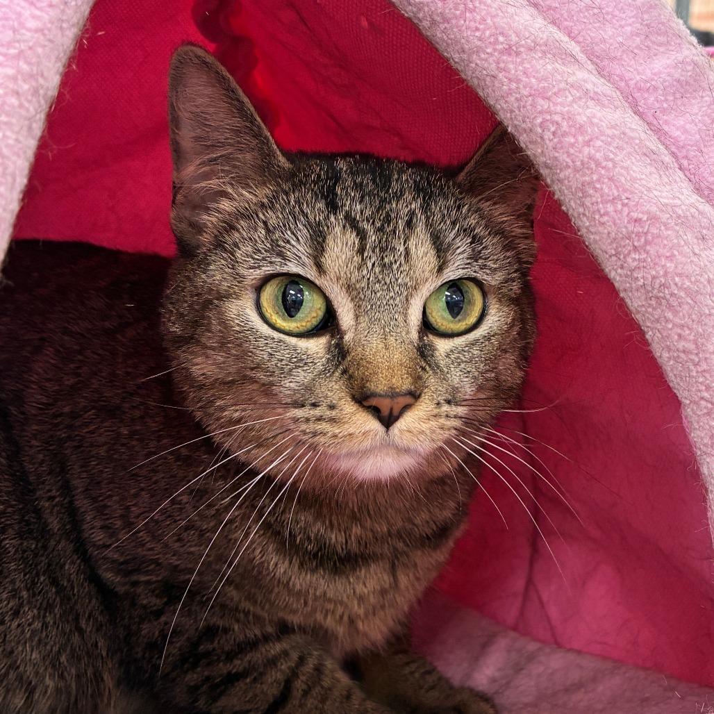 Enlarge Lady Jane, a Adoptable Domestic Short Hair in Dayton, OH image 2/4