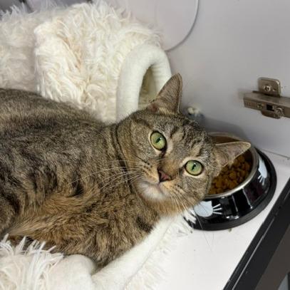 Enlarge Lady Jane, a Adoptable Domestic Short Hair in Dayton, OH image 3/4