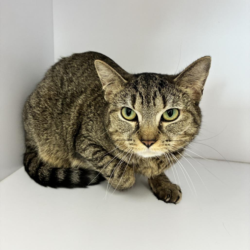 Enlarge Lady Jane, a Adoptable Domestic Short Hair in Dayton, OH image 2/2