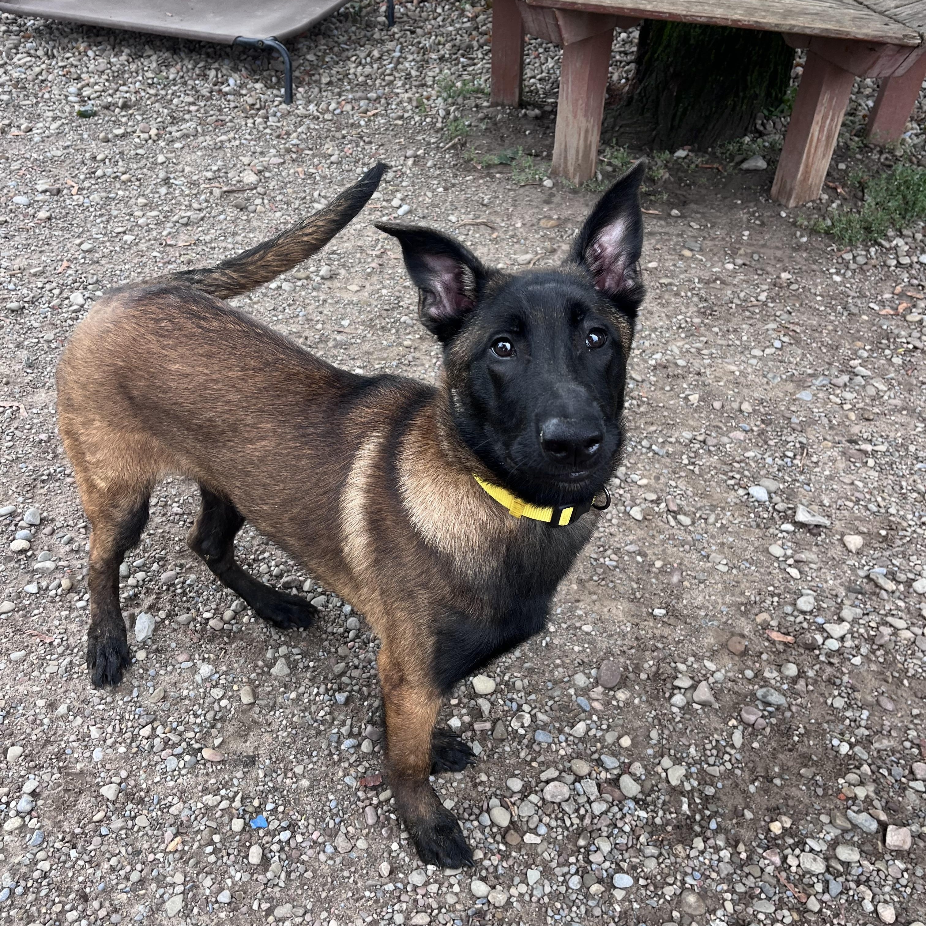 Bernard, an adopted Belgian Shepherd / Malinois in Buffalo, NY image 2/6