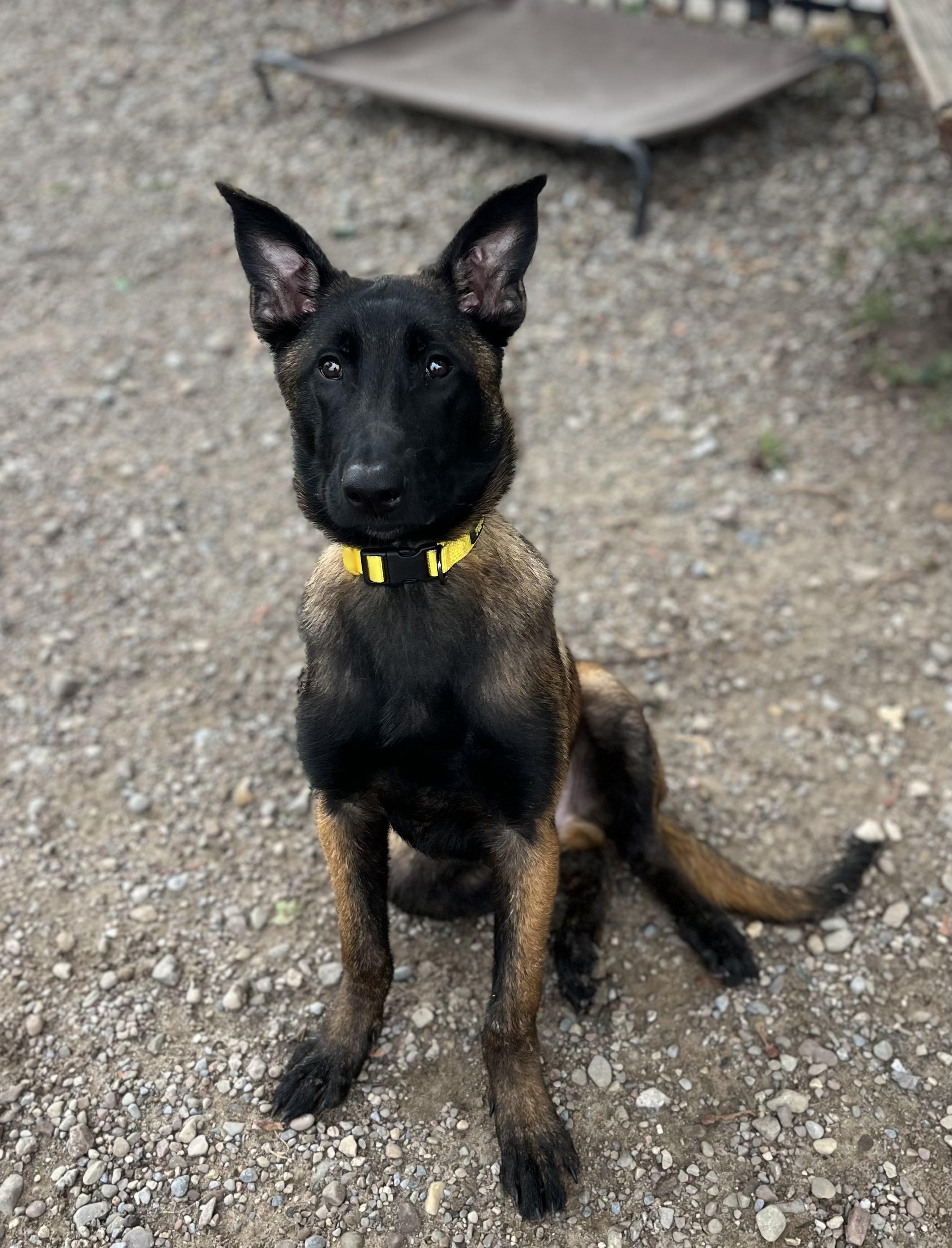 Bernard, adopted, Young Male Belgian Shepherd / Malinois.