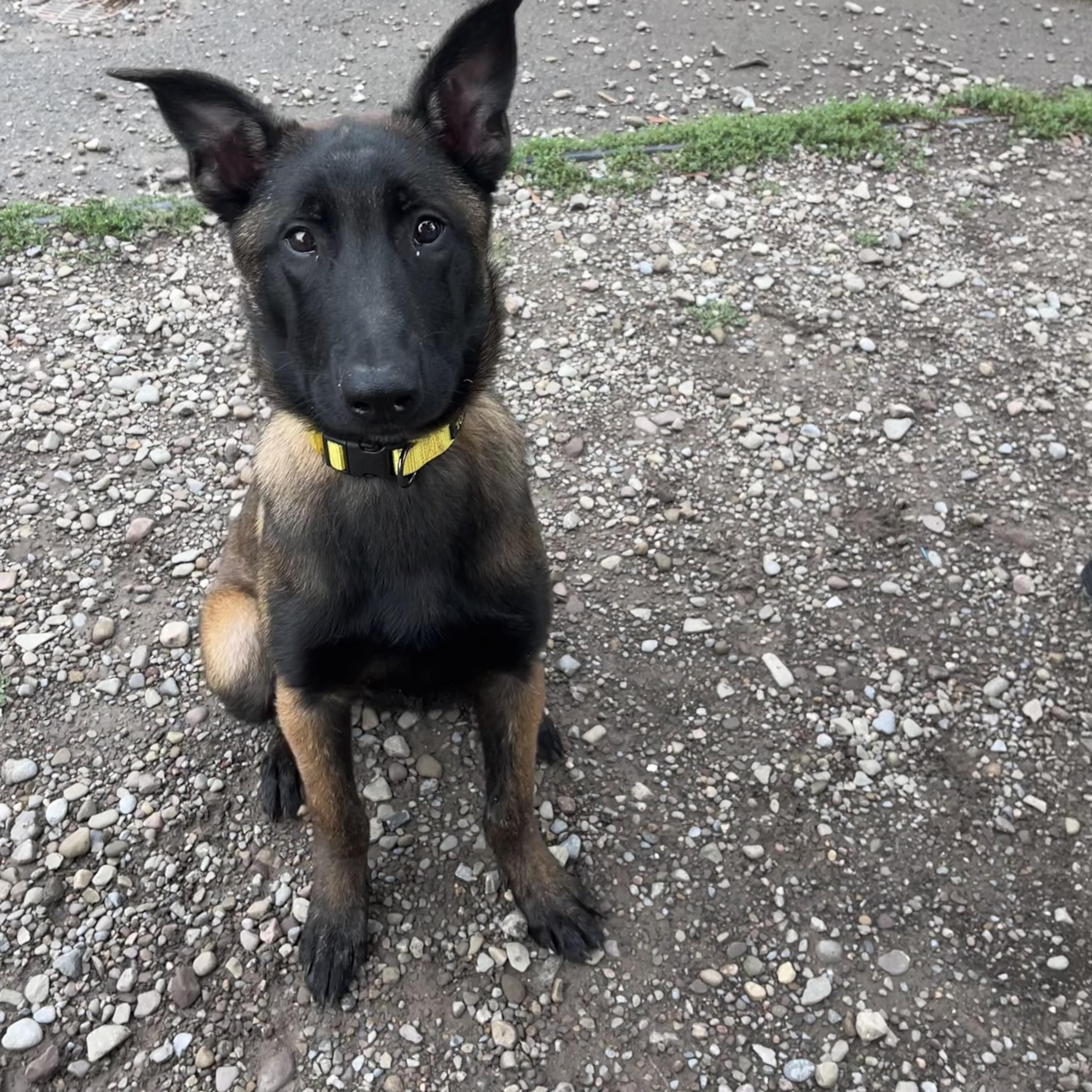 Bernard, an adopted Belgian Shepherd / Malinois in Buffalo, NY image 5/6