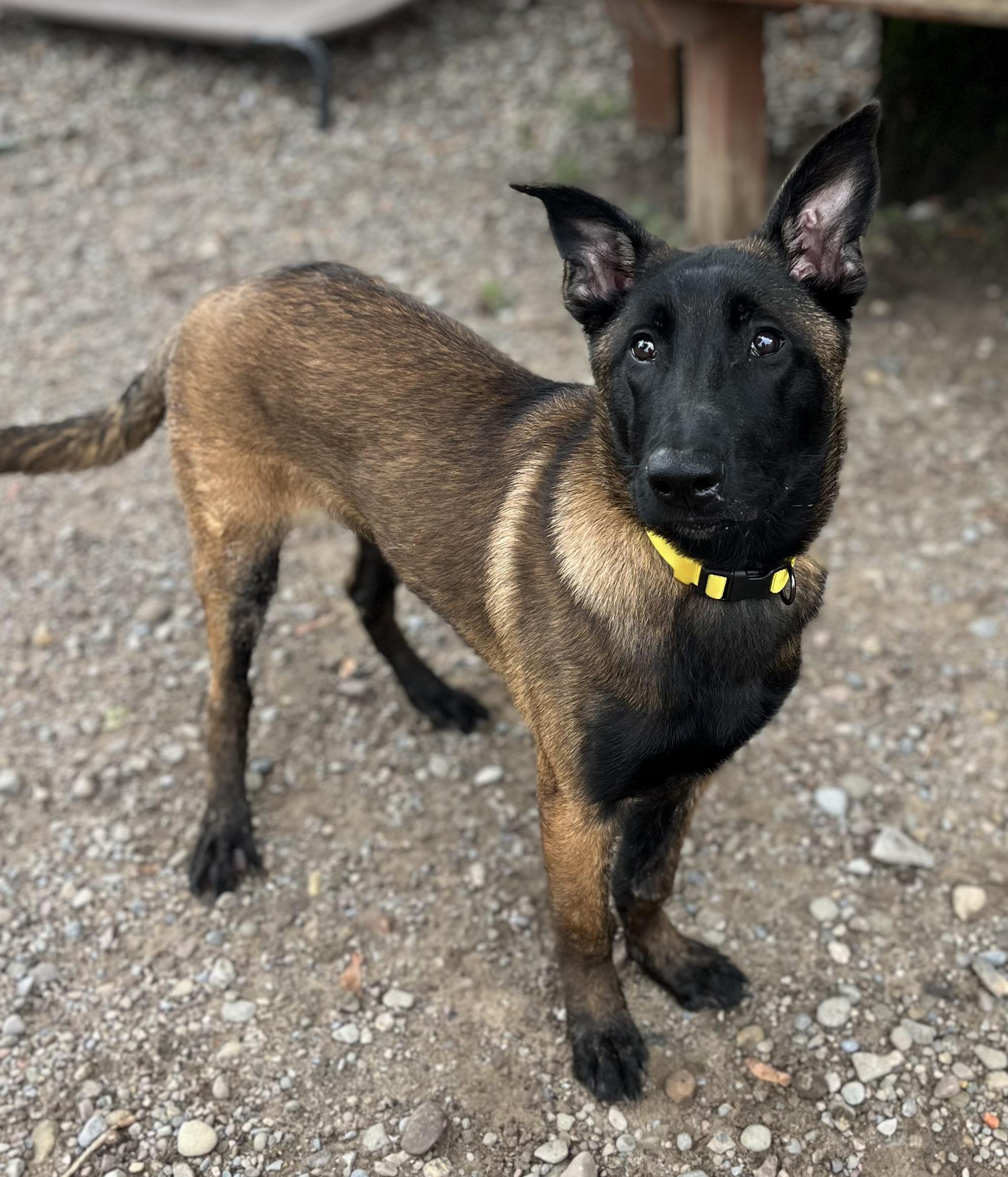 Bernard, an adopted Belgian Shepherd / Malinois in Buffalo, NY image 3/6
